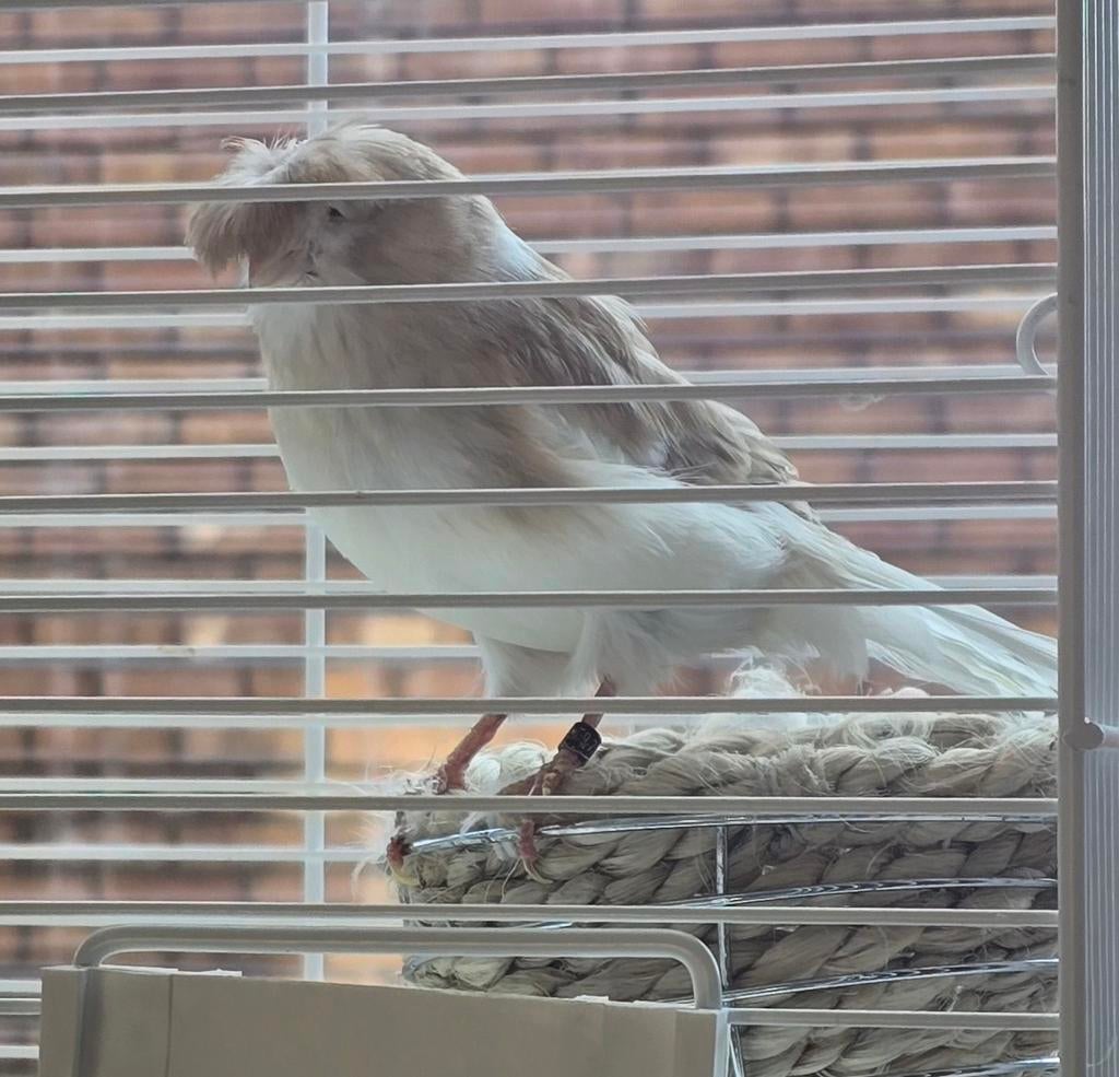 Gloster Crested canary ready to make eggs, Couple ️, Dieren en Toebehoren, Meerdere dieren