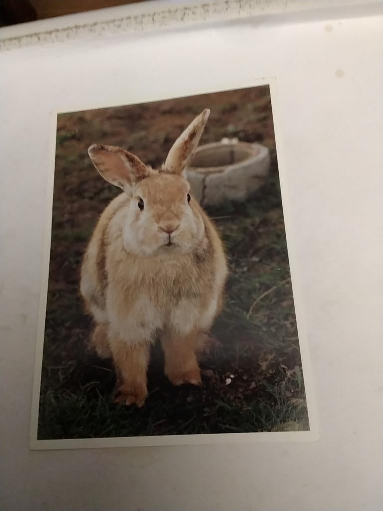 KONIJN. / 1999. MARIAN VAN DE VEEN-VAN RIJK, Ophalen of Verzenden, 1980 tot heden