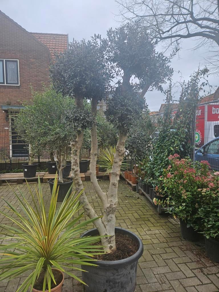 Prachtige dikke meerstammige olijfboom (ponpon) 220cm, Tuin en Terras, Planten | Bomen, Olijfboom, 100 tot 250 cm, Volle zon, Zomer