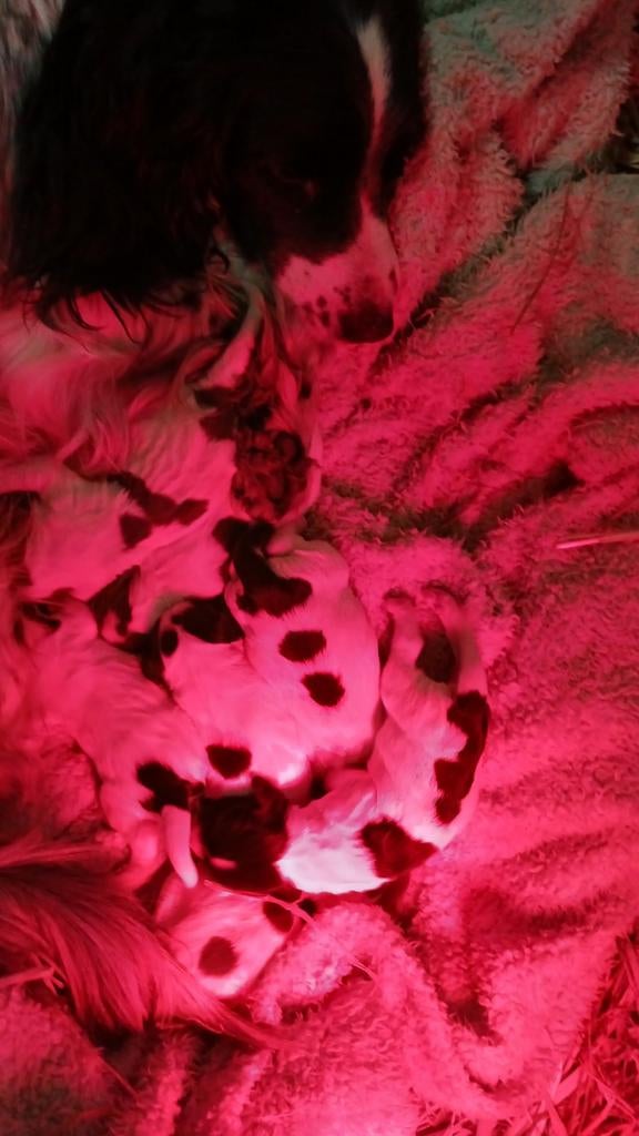 Engelse spaniel  springer pups met stamboom, Dieren en Toebehoren, Honden | Retrievers, Spaniëls en Waterhonden, Parvo, 8 tot 15 weken