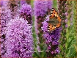 Liatris spicata (Prachtkaars), Overige soorten, Vaste plant, Ophalen of Verzenden, Halfschaduw