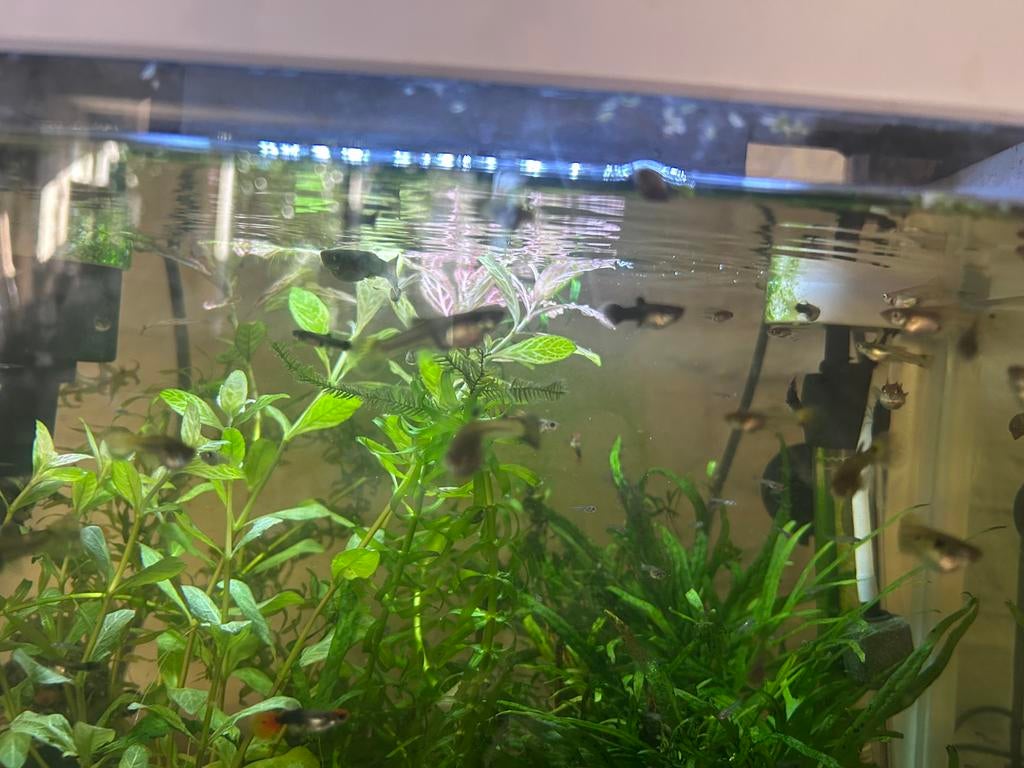 baby guppen/ jong volwassen, Vis