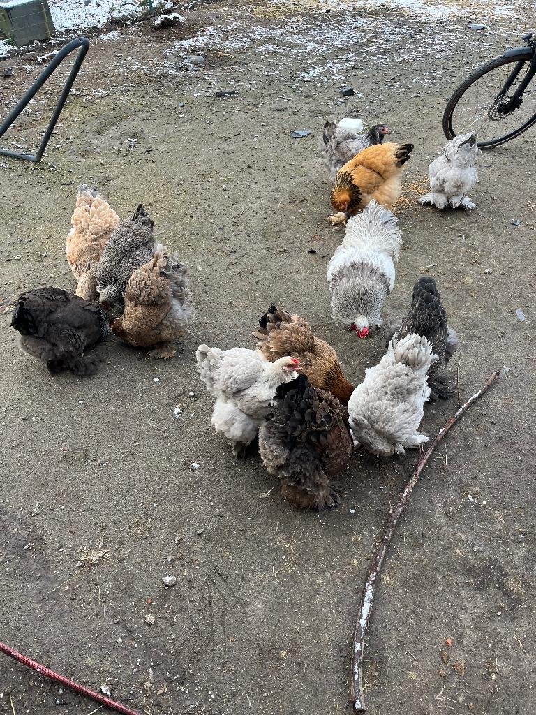 Brahma broedeieren, Dieren en Toebehoren, Geslacht onbekend, Kip