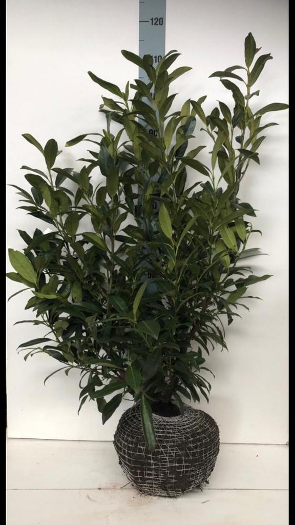 Laurieren/Prunus laurier Herbergii, Overige soorten, Vaste plant, Ophalen of Verzenden, Bloeit niet