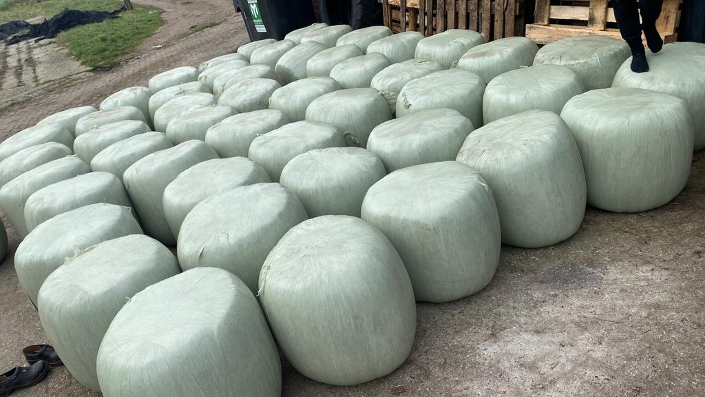 Mais bierborstel pulp baaltjes, Meerdere dieren, Schaap