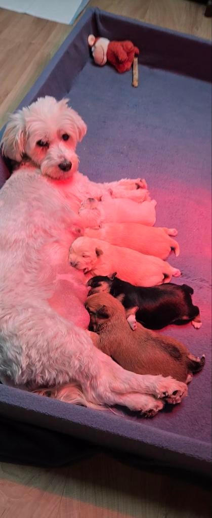Boomer pups, Dieren en Toebehoren, 8 tot 15 weken, Meerdere, Meerdere dieren, Klein