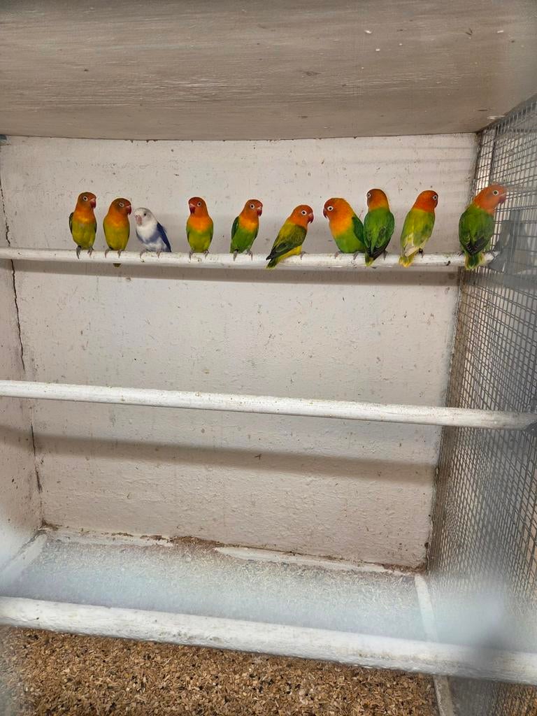 Mooie fischeries, Mannelijk, Parkiet