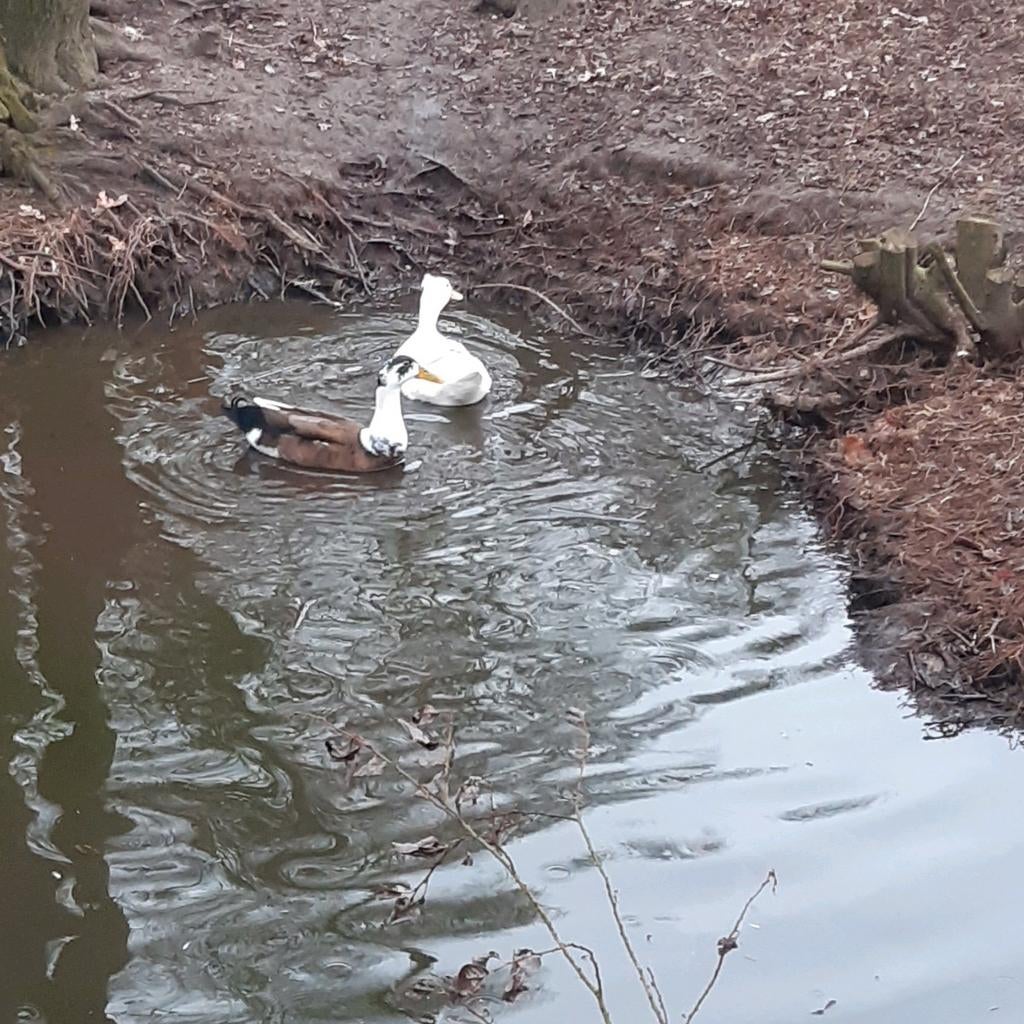 Broedeieren eenden, Dieren en Toebehoren, Geslacht onbekend, Eend