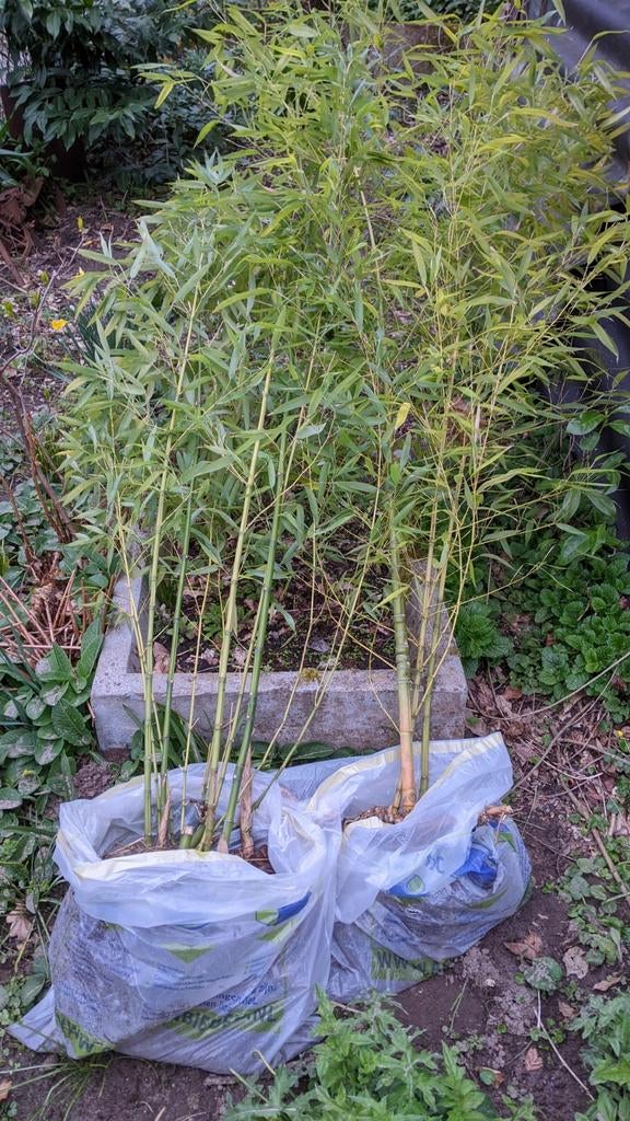 Te koop Bamboe  voor privacy afscheiding  H 1.5mtr, Tuin en Terras, Planten | Tuinplanten, Ophalen of Verzenden, Bloeit niet, Overige soorten