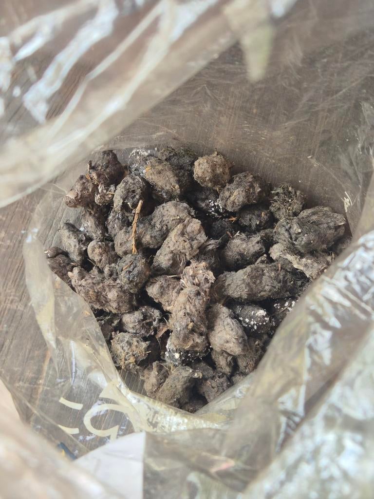 Uilenballen, Dieren en Toebehoren, Augustus, Mannelijk