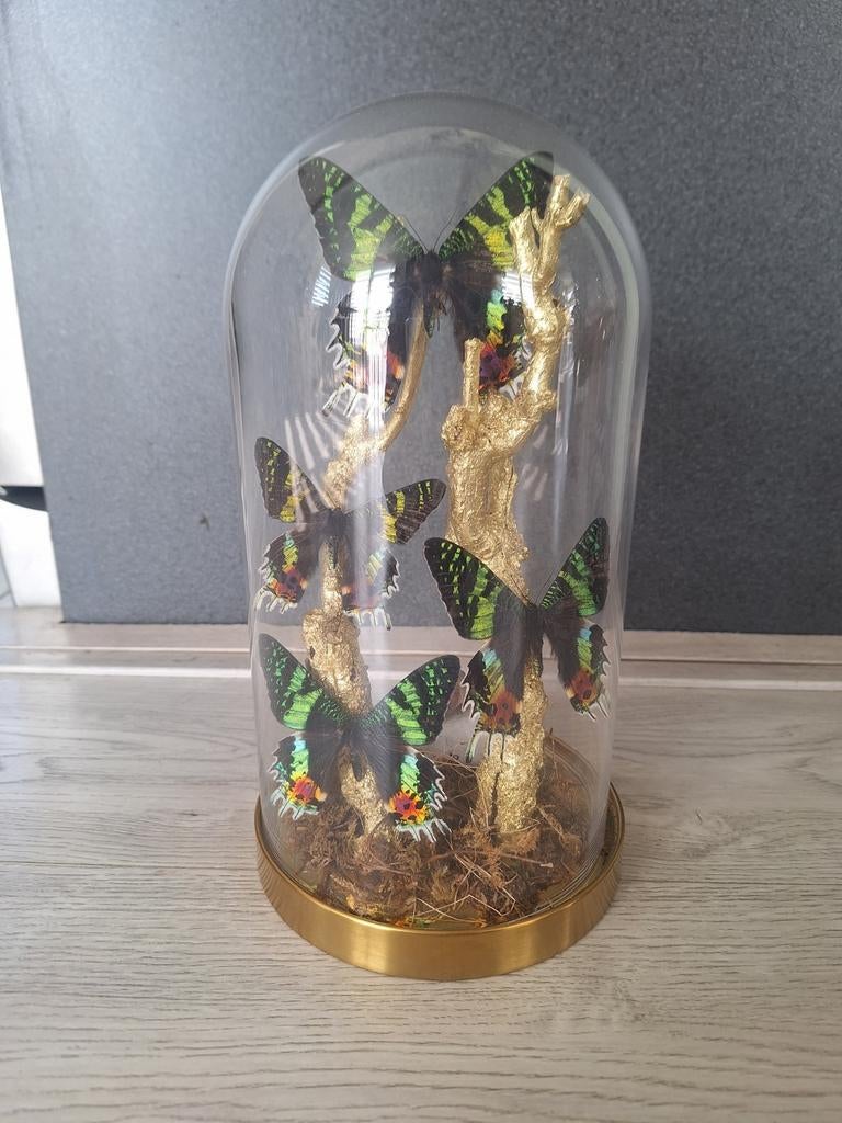 Opgezette vlinders in stolp. Stolp met vlinders. RIPHEUS, Ophalen of Verzenden, Nieuw, Insect, Opgezet dier