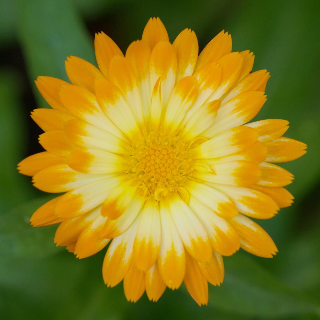 Zaden goudsbloem Oopsy Daisy (Calendula officinalis), Ophalen of Verzenden, Voorjaar, Volle zon, Zaad