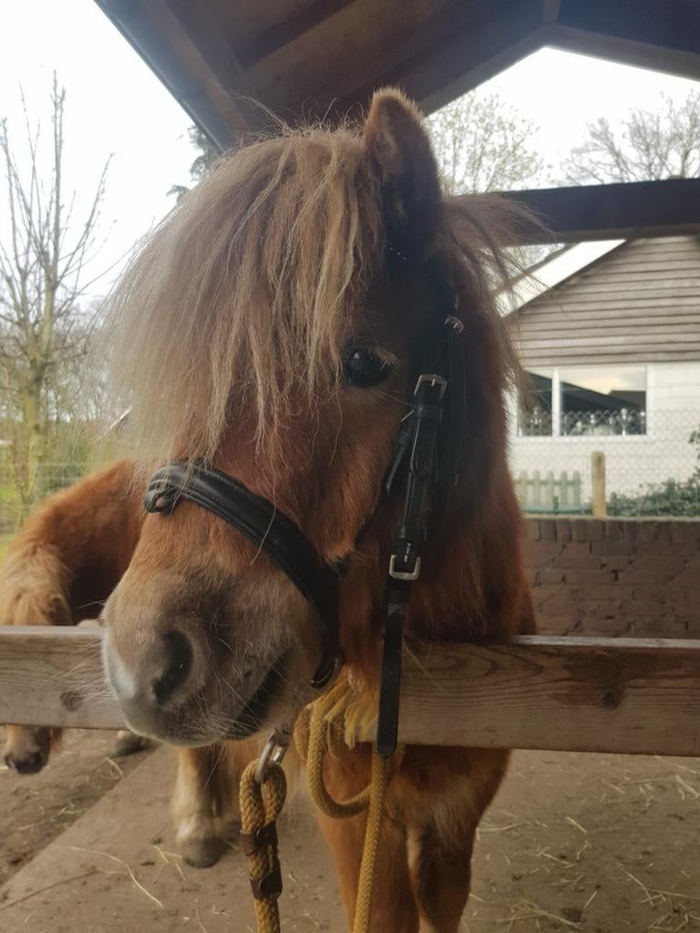 Shetlander hoofdstel, Ophalen of Verzenden, Zo goed als nieuw, Overige soorten