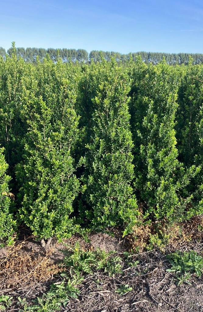 Ilex crenata haagplanten, wolkplanten in verschillende maten, Ophalen of Verzenden