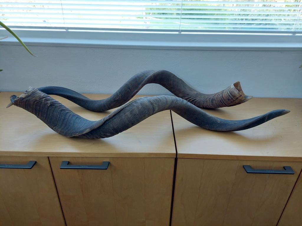 Kudu hoorns voor decoratie, Ophalen