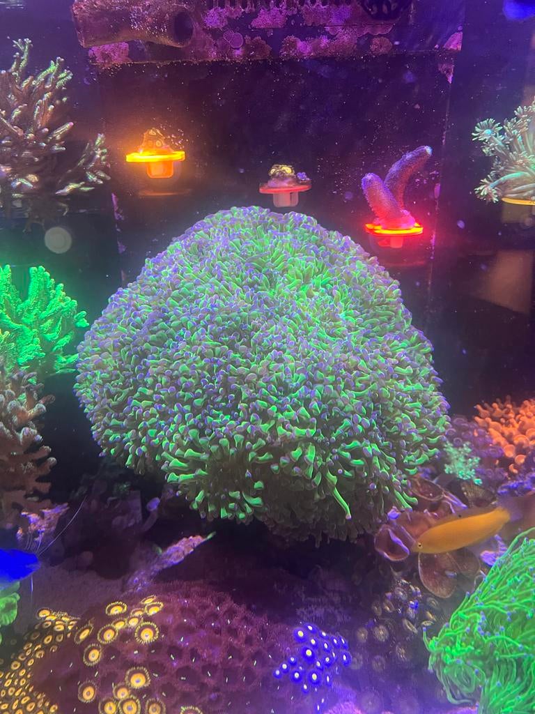 Hele grote Euphyllia Frogspawn 50+ koppen, Dieren en Toebehoren, Ophalen, Plant(en), Steen of Hout