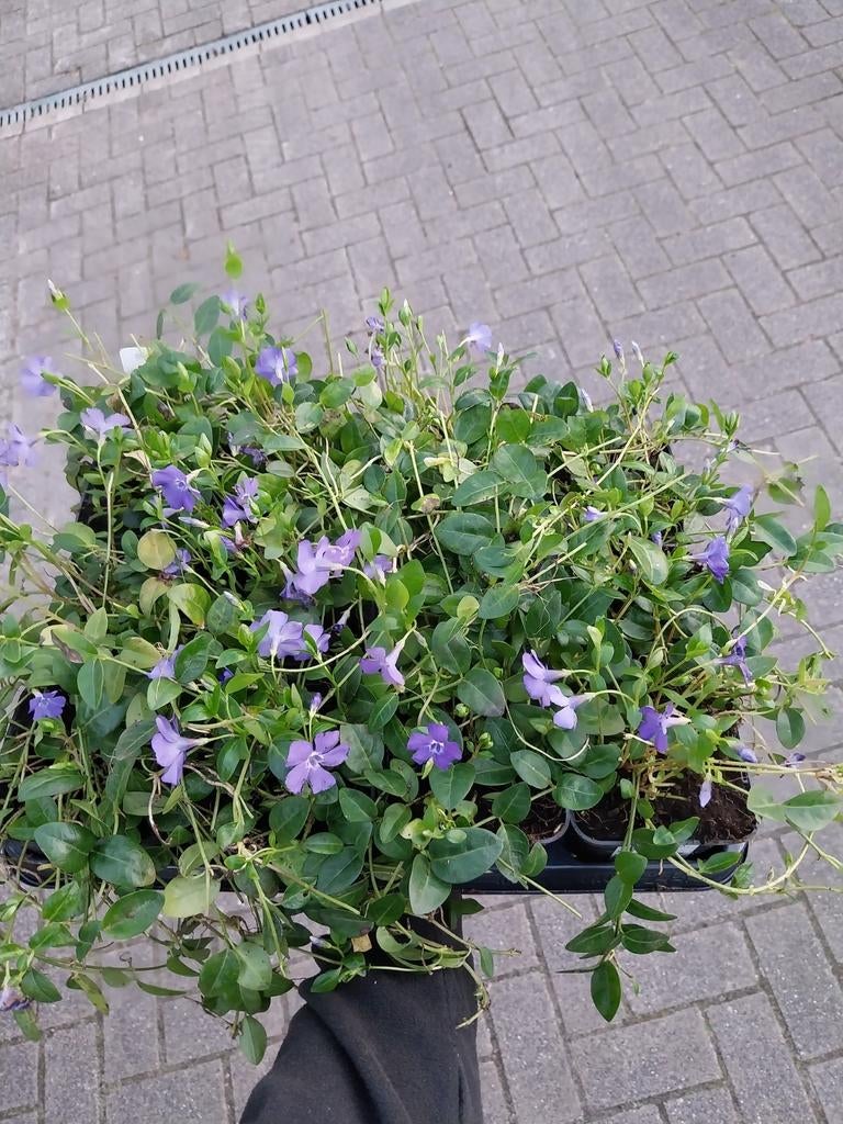 Maagdenpalm (Vinca minor), Ophalen, Volle zon