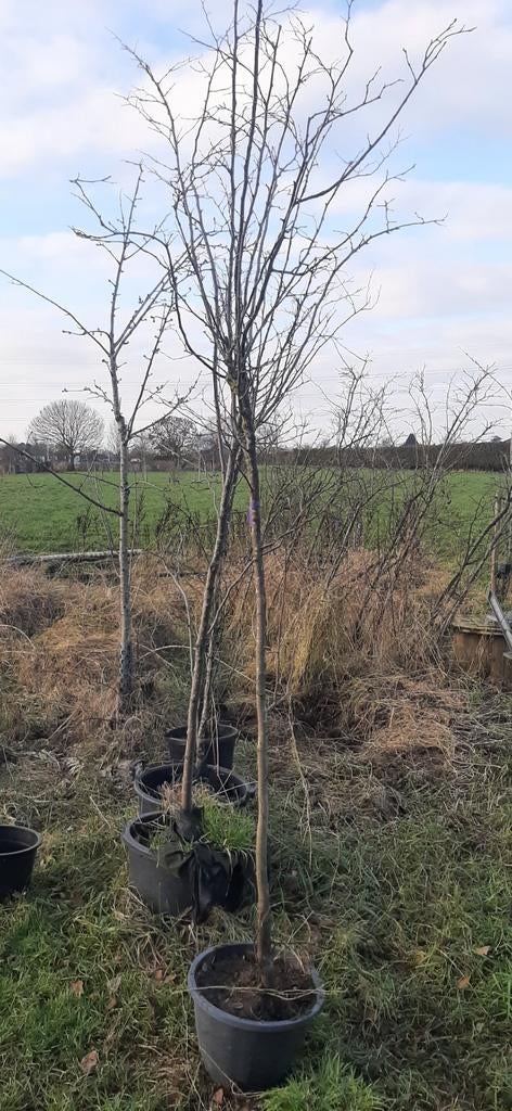 Kweepeer bomen, Ophalen, Volle zon, Overige soorten