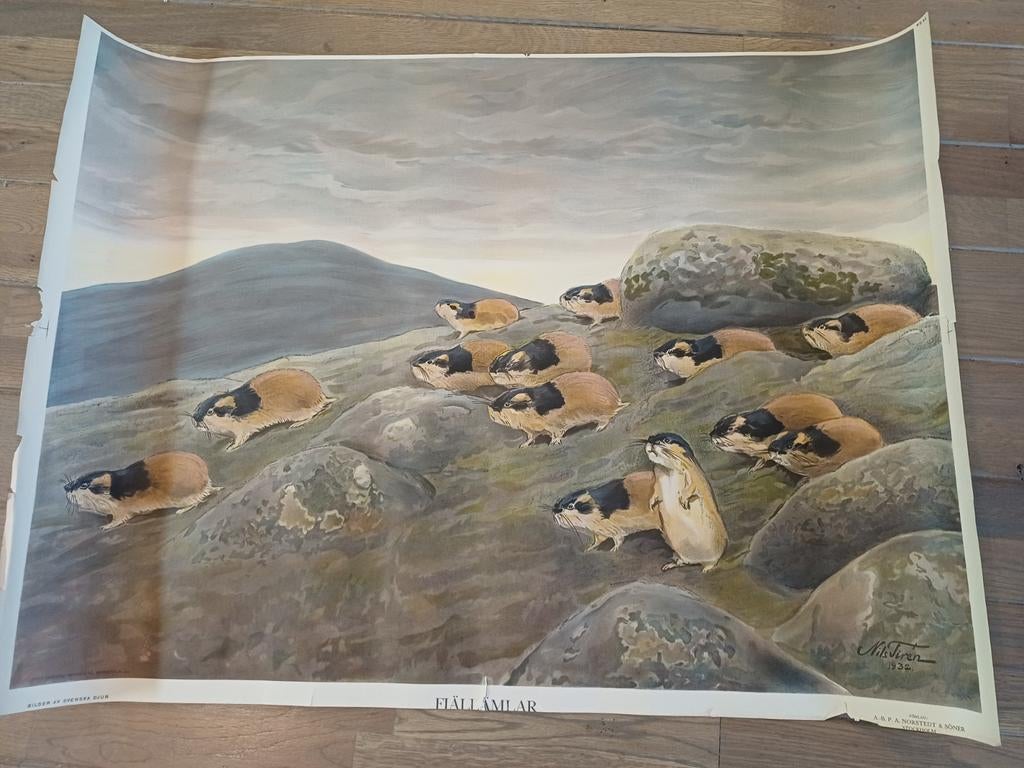 Schoolplaat Fjallamlar - Nils Tirén 1932, Ophalen of Verzenden, Natuur en Biologie