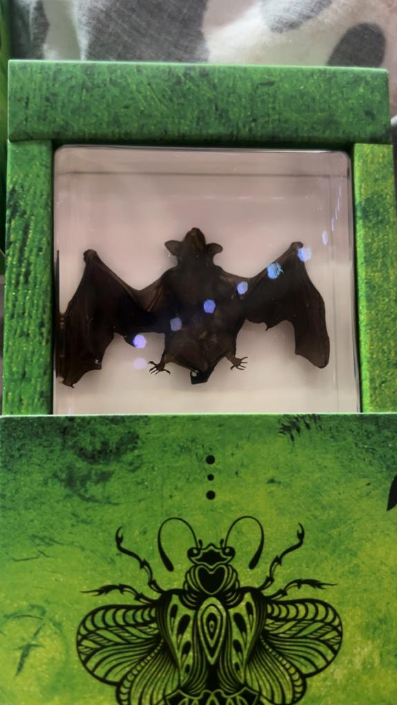 Opgezette Vleermuis in Hars, Verzamelen, Dierenverzamelingen, Ophalen of Verzenden, Zo goed als nieuw, Wild dier, Opgezet dier