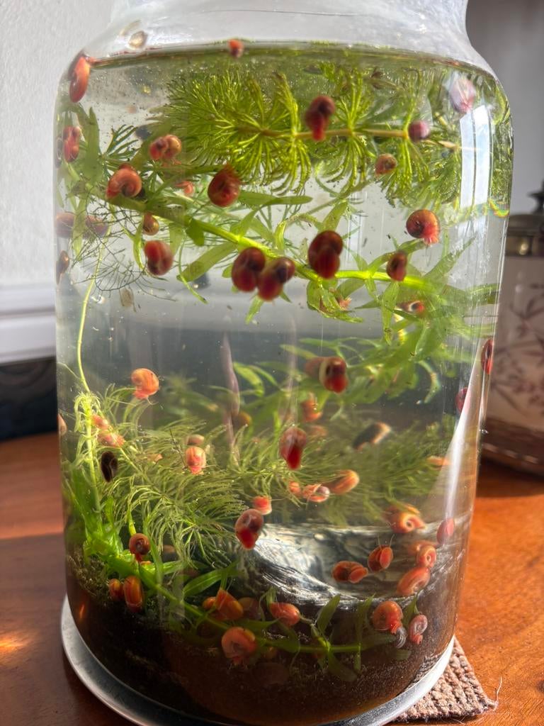 Posthorenslakjes schoonmakers, div. kleuren, Dieren en Toebehoren, Vis