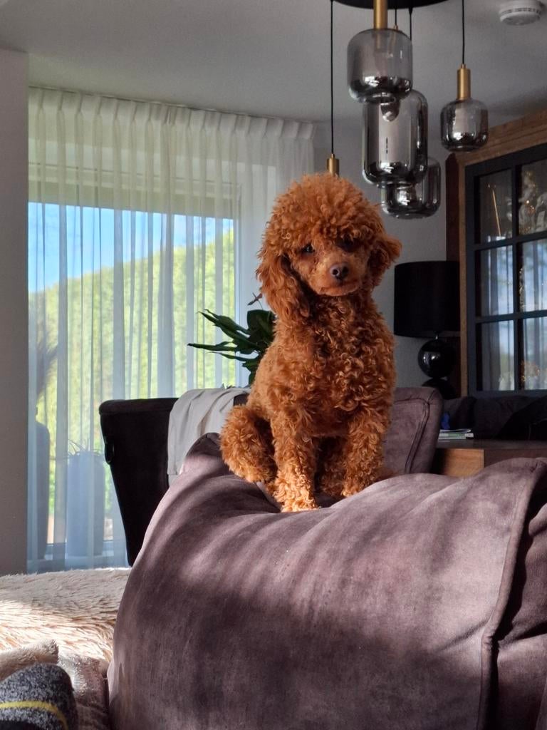 Dieprood  toypoedel dekreutje en pups, Reu, 1 tot 2 jaar, Meerdere, Nederland