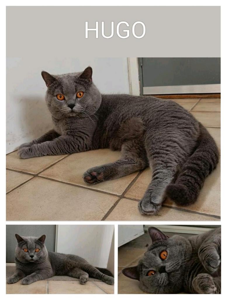 Prachtige Brits korthaar DEKKATER, Dieren en Toebehoren, Katten en Kittens | Dekkaters, 3 tot 5 jaar