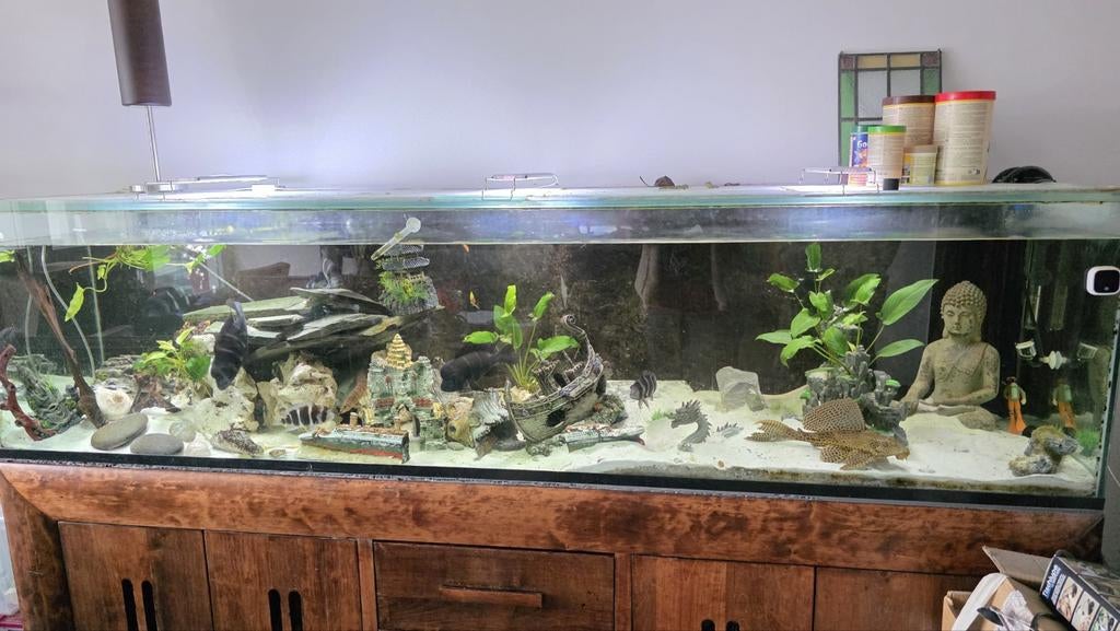 Super mooi aquarium 200x60x60cm, Dieren en Toebehoren, Vissen | Aquaria en Toebehoren, Ophalen, Zo goed als nieuw, Gevuld zoetwateraquarium