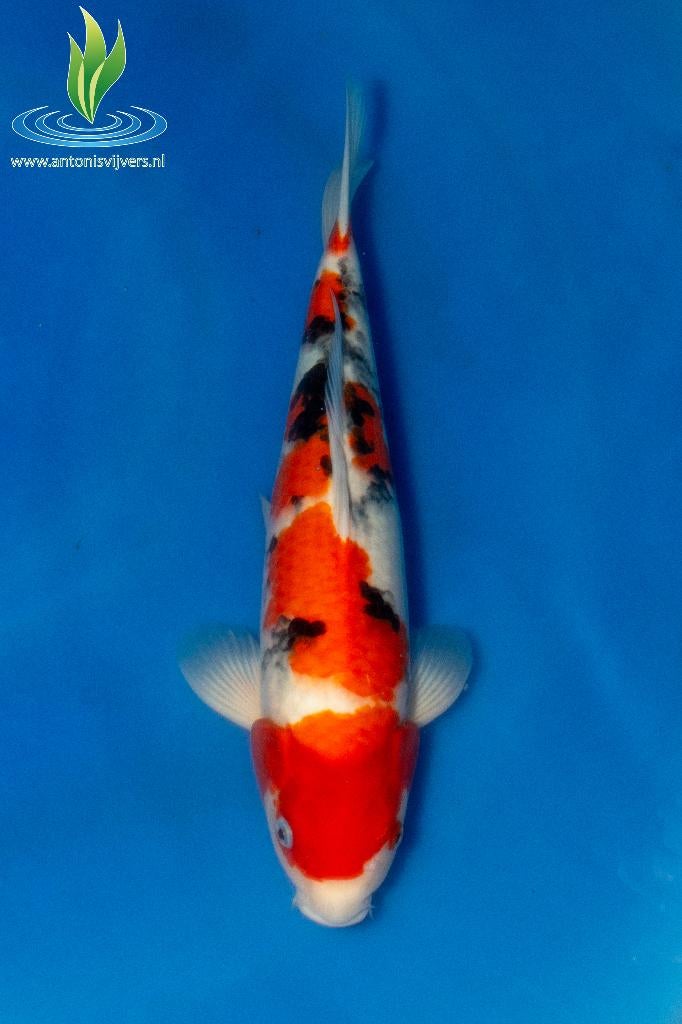 071 Sanke, Karper of Koi