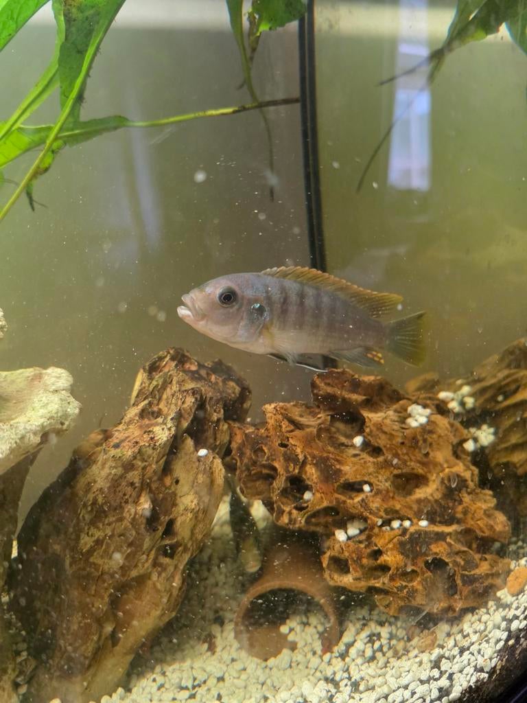 Cichlide, Dieren en Toebehoren, Vis