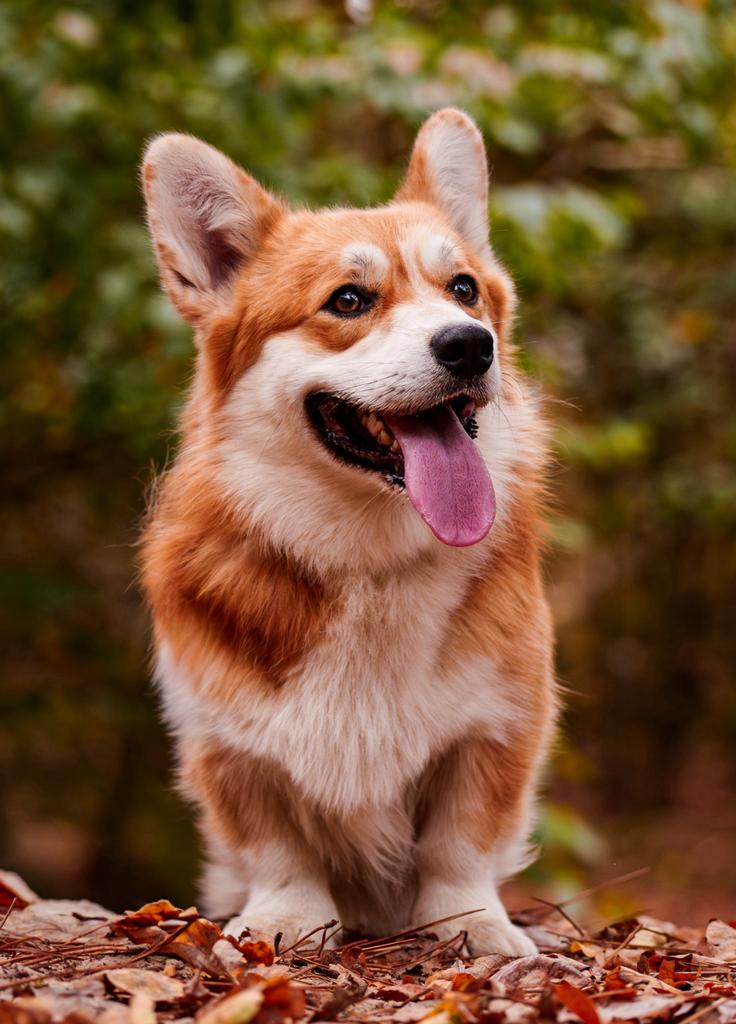 Welsh corgi pembroke dekreu pim, Dieren en Toebehoren, Nederland, Reu, 1 tot 2 jaar, Parvo