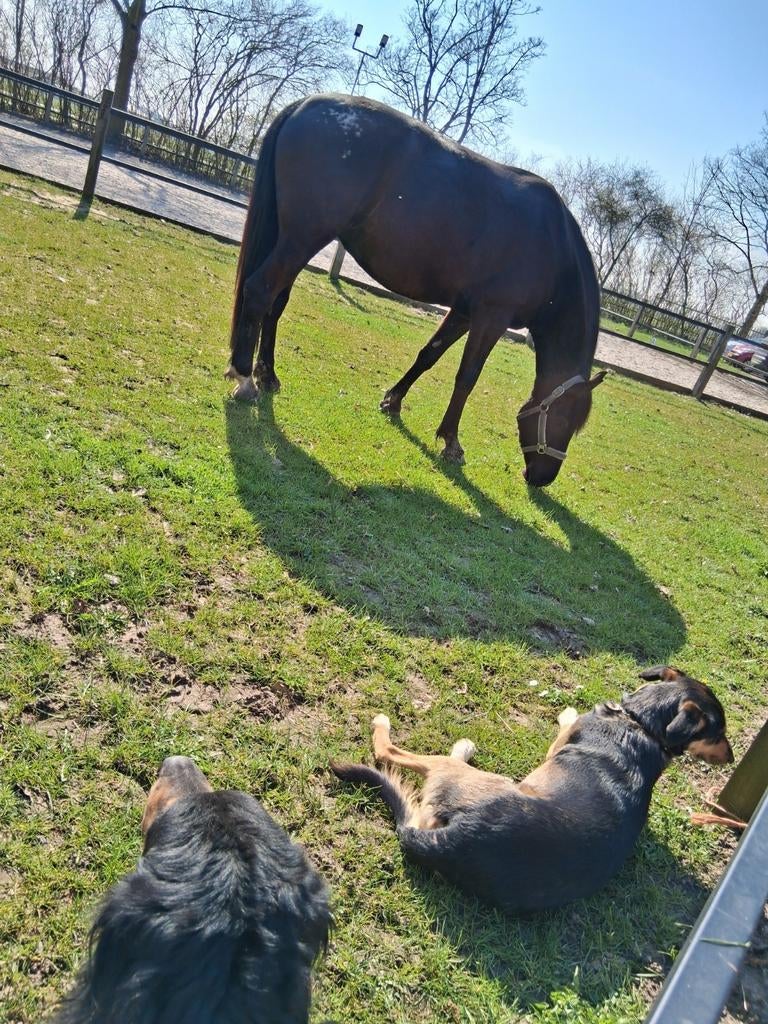 Prachtige Karakachan merrie, stokmaat 150 bijna 6 jaar, B, 3 tot 6 jaar, Merrie, Gechipt