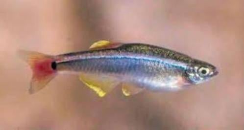 Chinese Danio - Tanichthys Albonubes - Koidream Valburg
