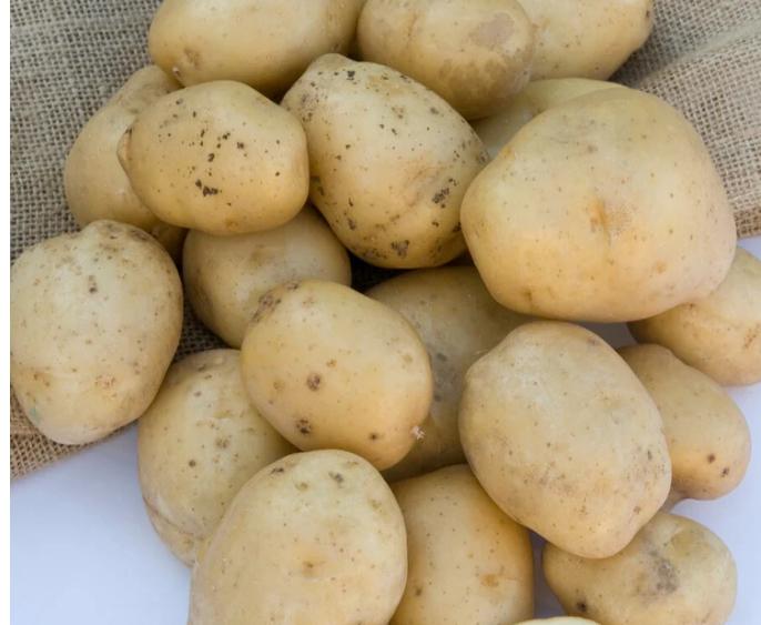 Pootaardappelen Parel, frieslander, Agria, Ophalen of Verzenden