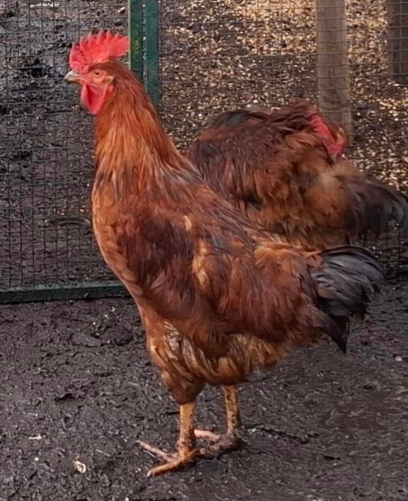Kippenopvang zoekt goede plek voor grote haan en 3 hennen!, Dieren en Toebehoren, Meerdere dieren, Kip