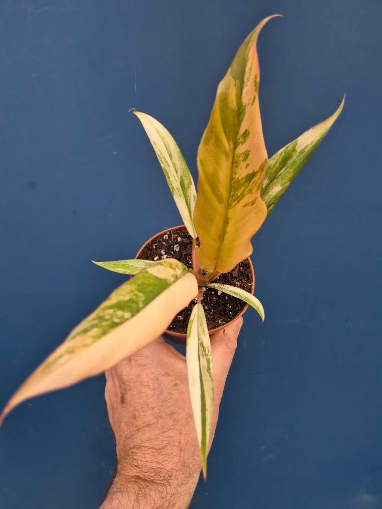 Philodendron Caramel Marble p10 (1), Ophalen of Verzenden, Halfschaduw, Minder dan 100 cm