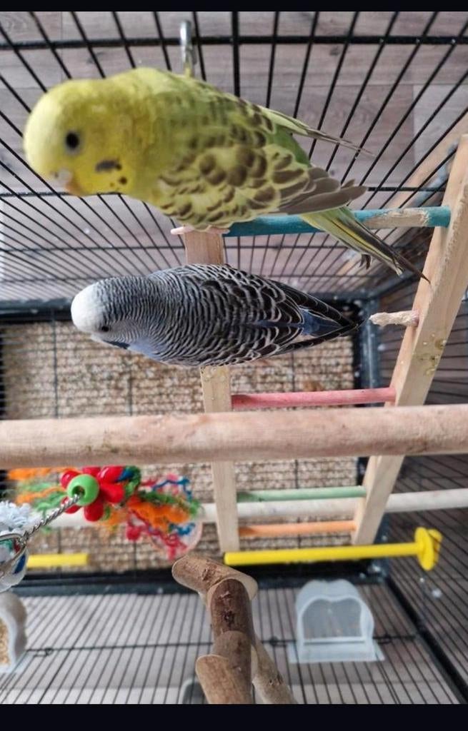 2 parkieten met kooi, Dieren en Toebehoren, Vogels | Parkieten en Papegaaien, Meerdere dieren, Parkiet
