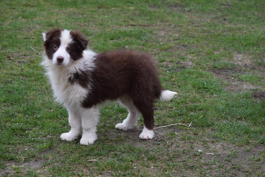 Border collie pups, 4 maand, Nederland, 15 weken tot 1 jaar, Collie, Parvo