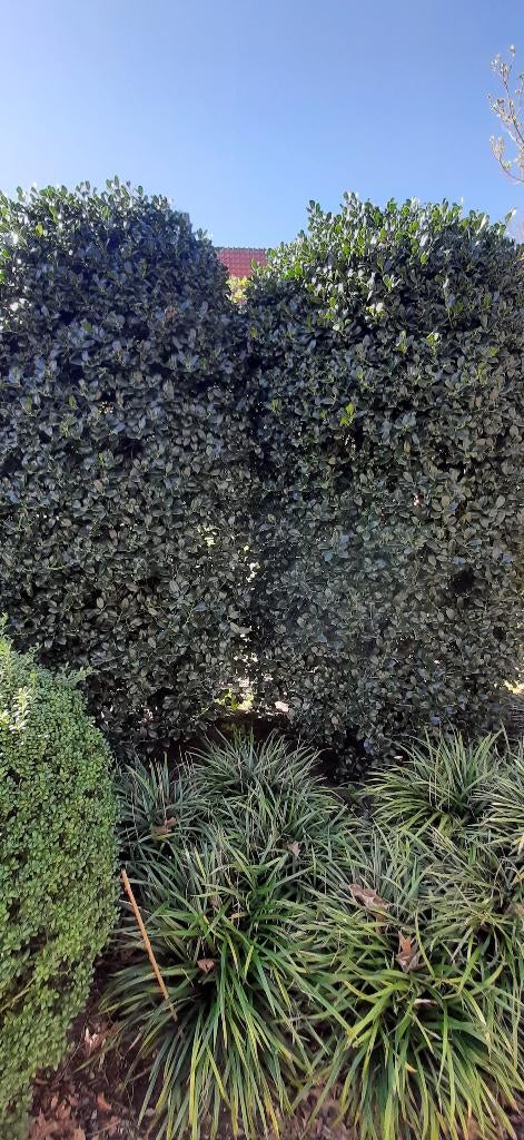 Hulst, Ophalen, Hulst, Struik, 250 cm of meer