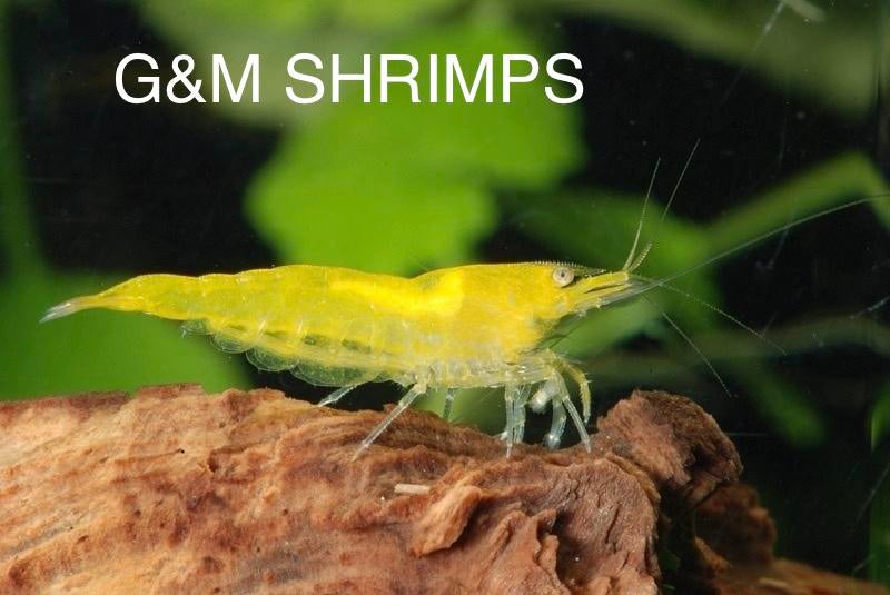 Yellow Fire backstripe Garnalen (Neocaridina), Dieren en Toebehoren, Vissen | Aquariumvissen, Kreeft, Krab of Garnaal