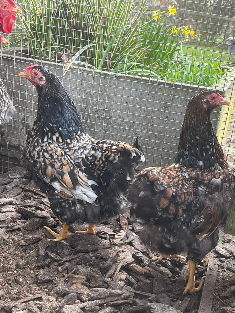 1 haan en 3 hennen wyandotte kriel tollbunt, Dieren en Toebehoren, Pluimvee, Meerdere dieren, Kip