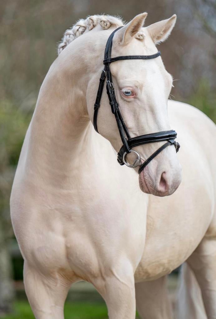 Talentvolle 6-jarige ruin 1.43, Ruin, Dressuurpony, 3 tot 6 jaar, L