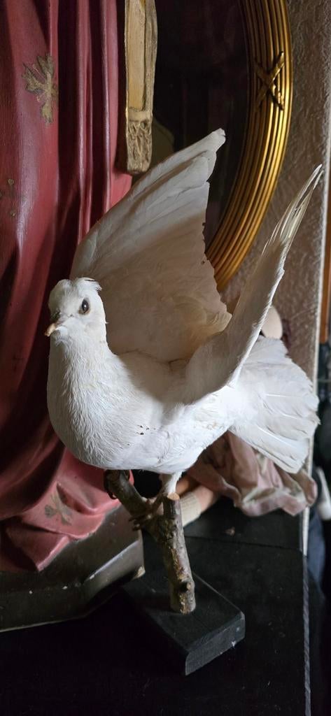 Opgezette witte duif, Ophalen of Verzenden