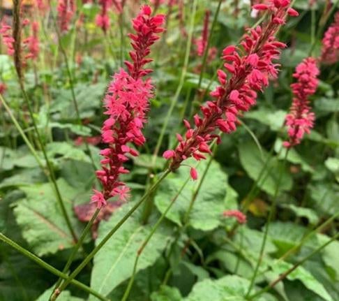 Duizendknoop planten, Tuin en Terras, Planten | Tuinplanten, Vaste plant, Halfschaduw, Zomer, Ophalen
