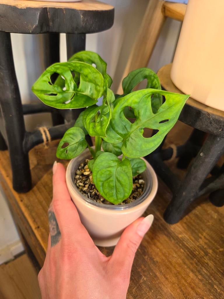 Monstera Adansonii (klein), Huis en Inrichting, Kamerplanten, Ophalen, Overige soorten, Volle zon, Minder dan 100 cm