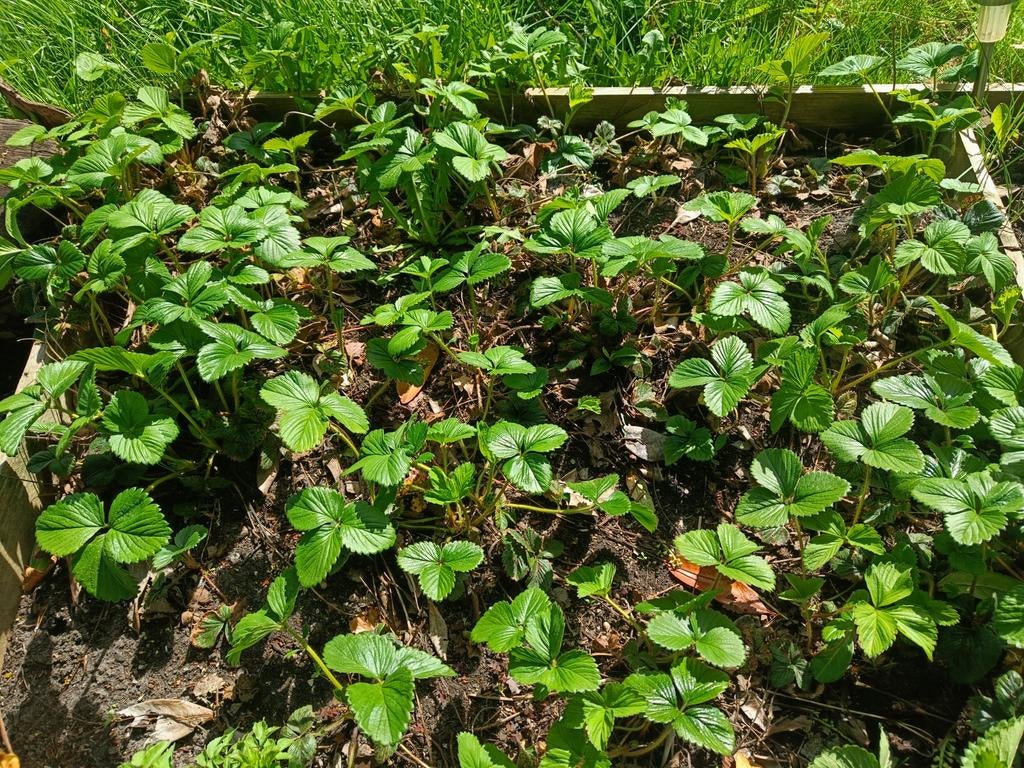 Aardbei stekjes - Doorbloeiers voor een lange oogst, Ophalen, Volle zon, Vaste plant, Fruitplanten