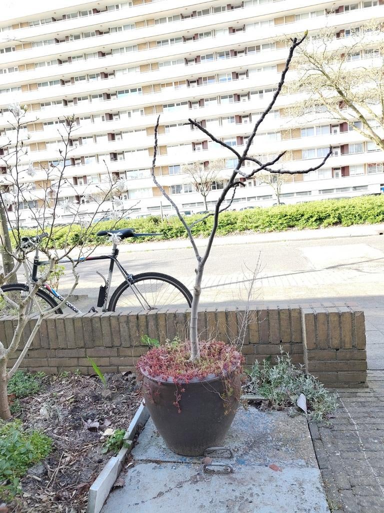 Vijgenboompje in grote aardewerk pot met sedum, Ophalen, Overige soorten, Volle zon