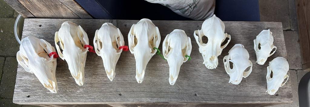 Rode reuze kangoeroe - bennet wallaby - kat- marter schedels, Verzamelen, Dierenverzamelingen, Ophalen, Zo goed als nieuw, Beeldje of Figuurtje