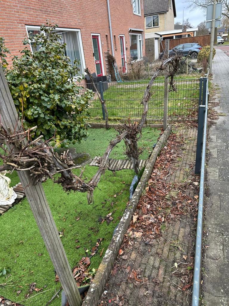 Robuuste Druivenboom - Perfect voor uw tuin, Ophalen, Lente, Overige soorten, Volle zon