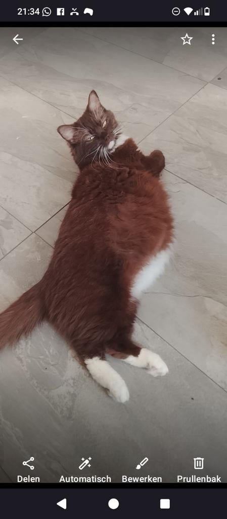 Prachtige Ragdoll kittens in unieke kleuren, Meerdere dieren, Ontwormd, 0 tot 2 jaar